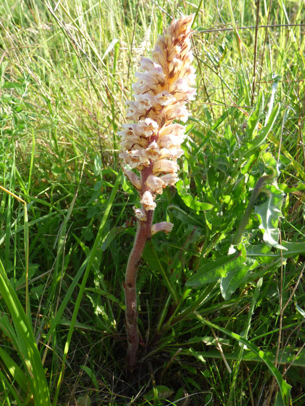 Orobanche hederae